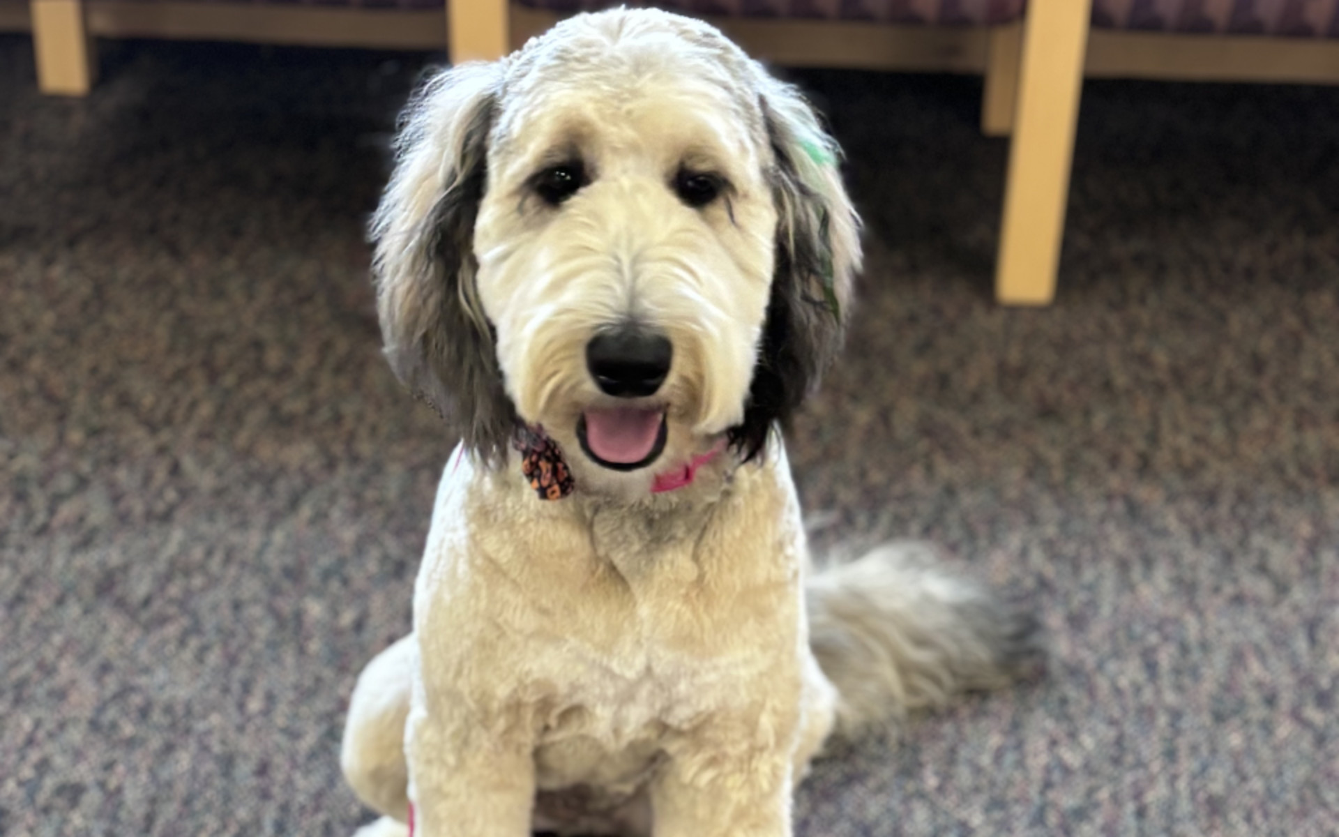 Poppy, the Bernedoodle facility dog at Boys Town National Research Hospital