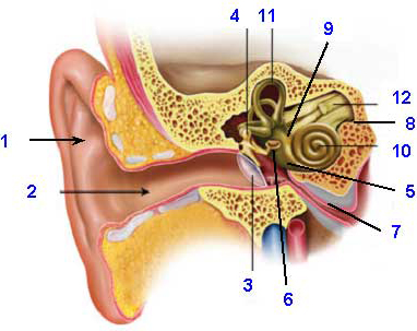 outer ear